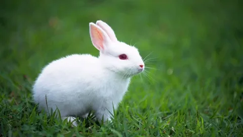 About Rabbits