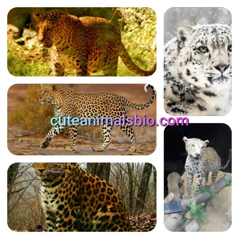 Top 7 Cutest Leopards in The World