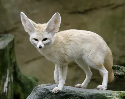 Top Cutest Fennec fox In the World