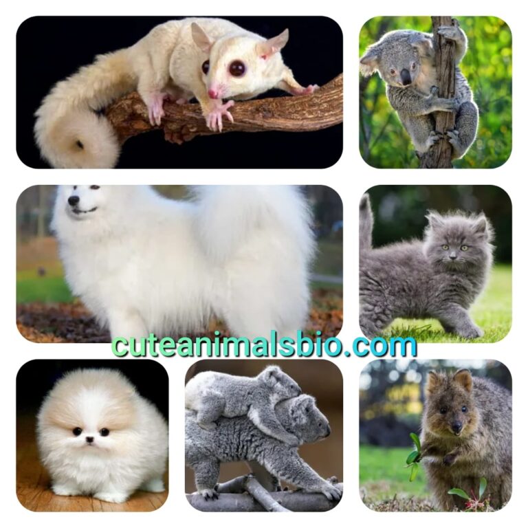 Top Cute Animals In the World