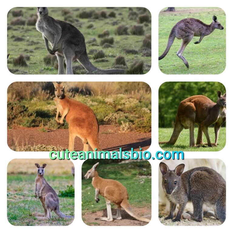 Top 5 types of Kangaroo