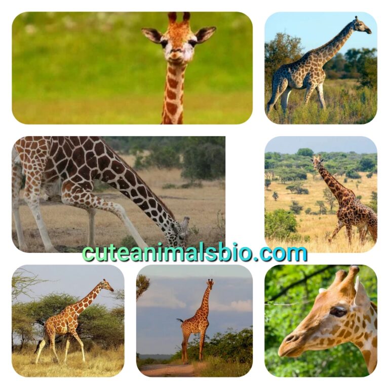 The 10 cutest Giraffa in the world